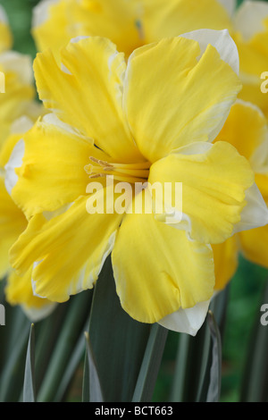 Narcissus 'Cassata' (Daffodil) Div.11a Split corona: Collare Foto Stock