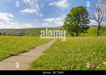 Fiori di Primavera in una tradizionale fieno prato in Swaledale, Yorkshire Dales National Park. Foto Stock