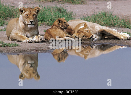 Due leonesse e un cucciolo con le loro riflessioni a una piscina nel parco nazionale del Serengeti Tanzania Africa orientale Foto Stock