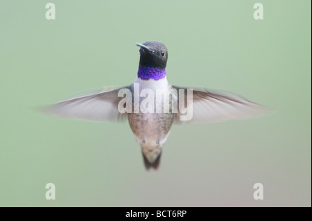 Black chinned Hummingbird maschio in volo Archilochus alexandri British Columbia Canada BI019228 Foto Stock