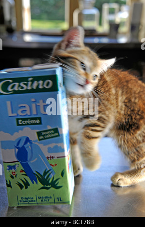 Funny animals little kitten giocando con il cartone di latte Foto Stock