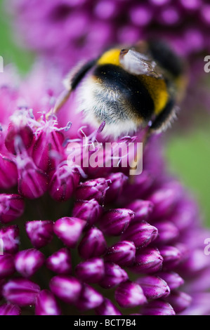 Bumble Bee alimentazione su allium sphaerocephalon fiore in un giardino inglese Foto Stock