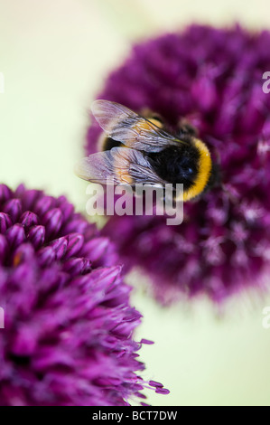 Bumble Bee alimentazione su allium sphaerocephalon fiore in un giardino inglese Foto Stock