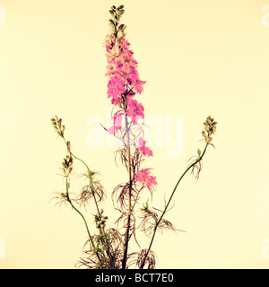 Larkspur ritratto su crema arte fotografia Jane Ann Butler JABP Fotografia349 Foto Stock