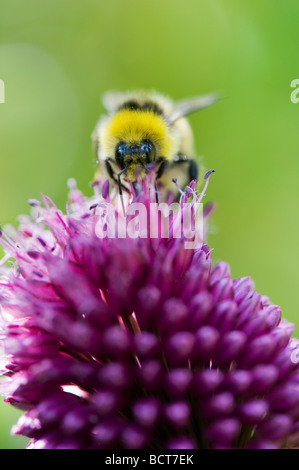 Bumble Bee alimentazione su allium sphaerocephalon fiore in un giardino inglese Foto Stock