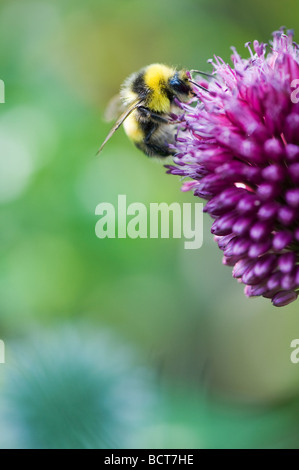 Bumble Bee alimentazione su allium sphaerocephalon fiore in un giardino inglese Foto Stock