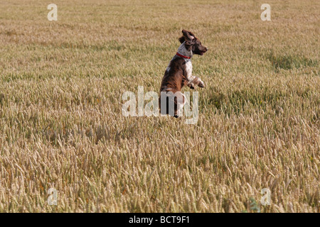 Springer spaniel saltando fuori delle colture Foto Stock