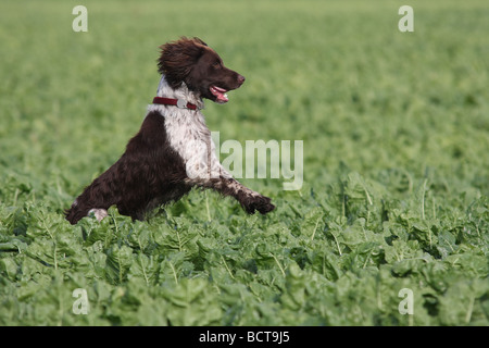 Springer spaniel saltando fuori delle colture Foto Stock