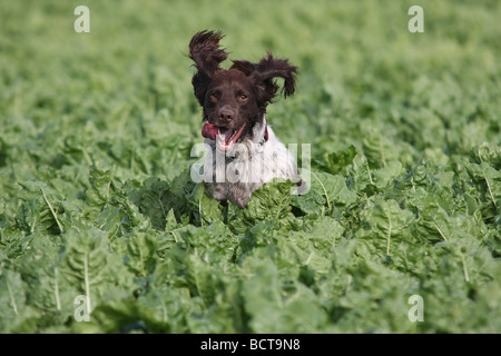 Springer spaniel saltando fuori delle colture Foto Stock