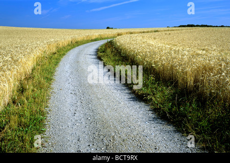 Strada sterrata, strada di ghiaia tra i campi di grano, orzo campo, Alta Baviera, Baviera, Germania, Europa Foto Stock