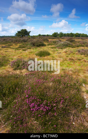 Westleton Heath su un inizio di giornata estiva, Suffolk Foto Stock