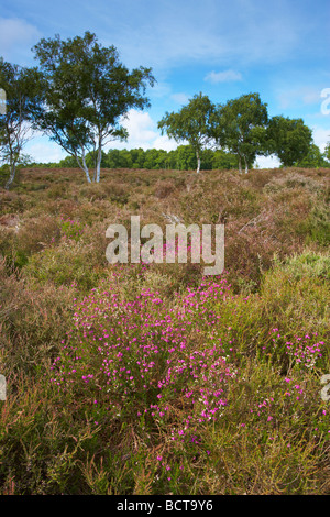 Westleton Heath su un inizio di giornata estiva, Suffolk Foto Stock