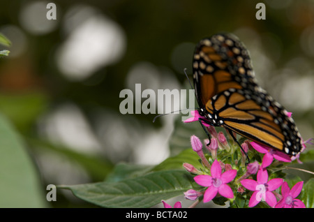 La Monarch camminando sul fiore rosa Foto Stock