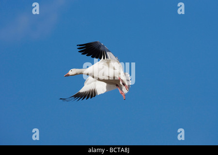 Snow Goose Chen caerulescens adulto sbarco Bosque del Apache National Wildlife Refuge Nuovo Messico USA Foto Stock