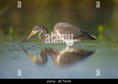 Airone tricolore Egretta tricolore pesca adulto Sinton Corpus Christi Coastal Bend Texas USA Foto Stock