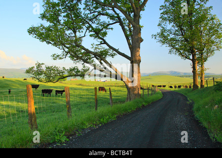 Bestiame al pascolo lungo la strada di campagna in Swoope Shenandoah Valley Virginia Foto Stock