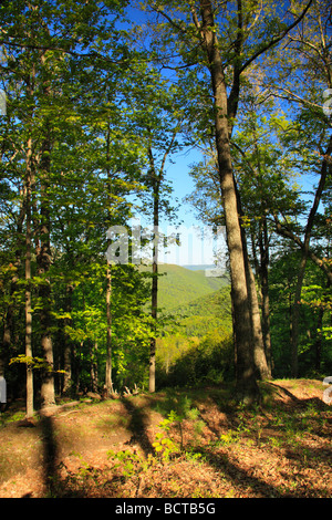 Breastworks lungo Breastworks confederato sentiero interpretative Shenandoah Mountain West Virginia Augusta Foto Stock