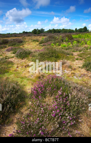 Westleton Heath su un inizio di giornata estiva, Suffolk Foto Stock