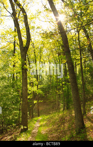 Shenandoah Mountain Trail Shenandoah Mountain West Virginia Augusta Foto Stock