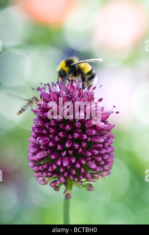 Bumble Bee alimentazione su allium sphaerocephalon fiore in un giardino inglese Foto Stock