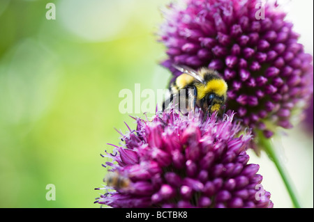 Bumble Bee alimentazione su allium sphaerocephalon fiore in un giardino inglese Foto Stock