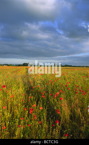 Campo di papaveri nel Warwickshire Foto Stock