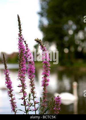 Un cluster di Purple Loosestrife (Lythrum salicaria) sul watersedge della fossa Ackers, Warrington, Cheshire, Regno Unito Foto Stock