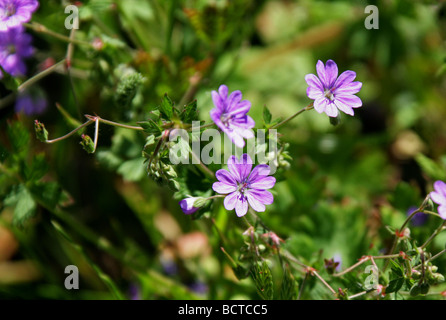 Siepe Cranesbill, Geranium pyrenaicum, Geraniaceae Foto Stock