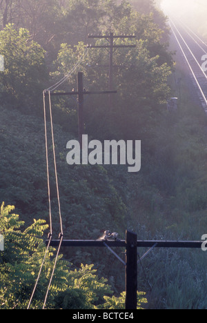 Fili lungo pali del telefono accanto ai binari ferroviari nella nebbia di mattina Foto Stock