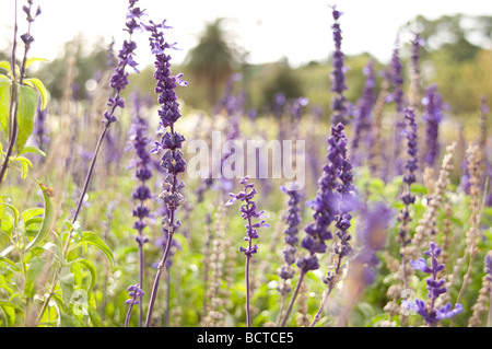 La lavanda, el rosedal, buenos aires, Argentina Foto Stock