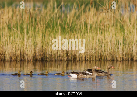 Graylag Goose Anser anser adulti con giovani Parco Nazionale del lago di Neusiedl Burgenland Austria Aprile 2007 Foto Stock