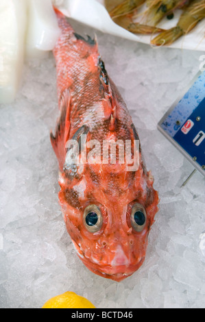 Pesce sul display nel mercato Foto Stock