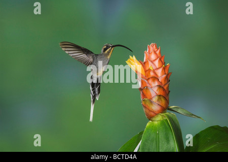 Verde Phaethornis eremita guy femmina in volo su alimentazione lo zenzero a spirale la Valle Centrale Costa Rica America Centrale Foto Stock