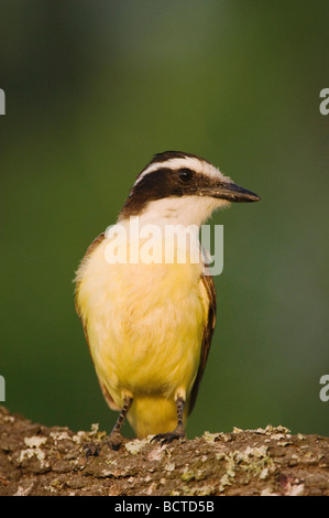 Grande Kiskadee Pitangus sulfuratus adulto La Contea di Willacy Rio Grande Valley Texas USA Giugno 2006 Foto Stock