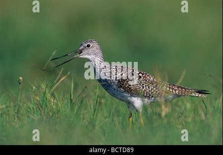 Maggiore Yellowlegs Tringa melanoleuca adulto chiamando la Contea di Willacy Rio Grande Valley Texas USA Maggio 2004 Foto Stock