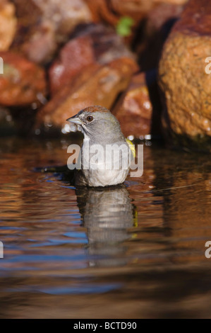 Verde Towhee codato Pipilo chlorurus adulto la balneazione Tucson in Arizona USA Settembre 2006 Foto Stock