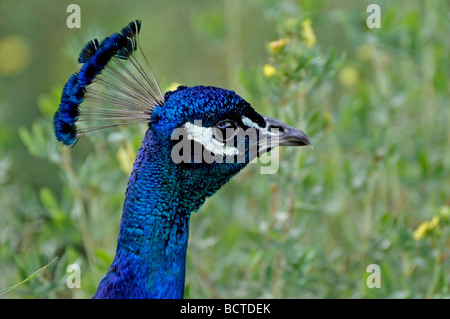 Peafowl indiano (pavo cristatus), Pavone Foto Stock