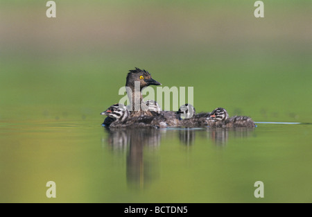 Almeno svasso Tachybaptus dominicus adulti con i giovani sul retro la Contea di Willacy Rio Grande Valley Texas USA Maggio 2004 Foto Stock