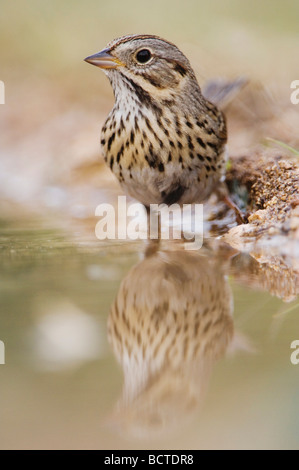 Lincoln s Sparrow Melospiza lincolnii adulto bere Uvalde County Hill Country Texas USA Aprile 2006 Foto Stock