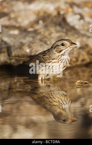 Lincoln s Sparrow Melospiza lincolnii adulto Uvalde balneare nella contea di Hill Country Texas USA Aprile 2006 Foto Stock