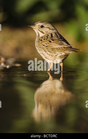 Lincoln s Sparrow Melospiza lincolnii adulto Uvalde balneare nella contea di Hill Country Texas USA Aprile 2006 Foto Stock