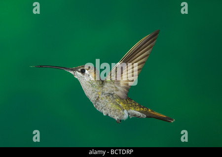 Magnifica Hummingbird Eugenes fulgens femmina nel paradiso del volo Chiricahua Mountains Arizona STATI UNITI D'AMERICA AGOSTO 2005 Foto Stock