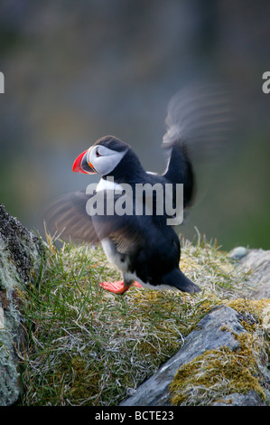 Atlantic puffini, Fratercula arctica, presso l'isola Runde island, costa atlantica occidentale, Møre og Romsdal, Norvegia. Foto Stock