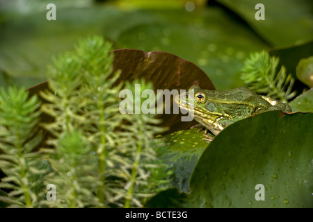 Chiricahua Leopard Frog (Rana chiricahuensis) Arizona - USA - noto anche come Ramsey Canyon Leopard Frog (Rana subaquavocalis) Foto Stock