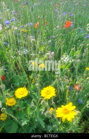 Prato estivo, il papavero (Papaver rhoeas), Cornflowers (Centaurea cyanus), Yarrow (Achillea), Giallo (a margherita Leucanthemum) Foto Stock