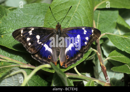 Viola imperatore (Apatura iris), maschio a prendere il sole Foto Stock