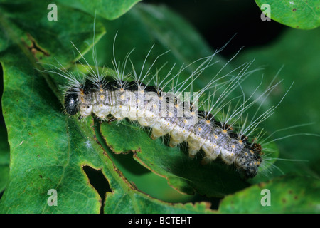 Oak processionary (Thaumetopoea processionea) caterpillar su una foglia di quercia Foto Stock