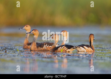 Sibilo Fulvous Duck Dendrocygna bicolor gruppo adulti Sinton Corpus Christi Coastal Bend Texas USA Foto Stock