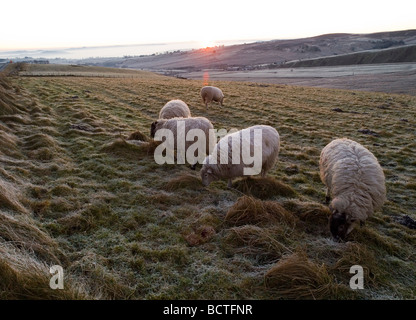 Alba sul congelati paesaggio invernale vicino Longnor vicino a Buxton in Peak District, DERBYSHIRE REGNO UNITO Inghilterra Foto Stock