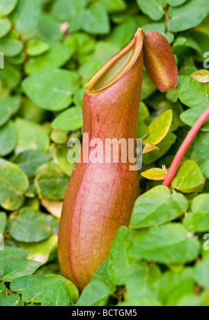 Chiudere in su su una Nepenthes Foto Stock